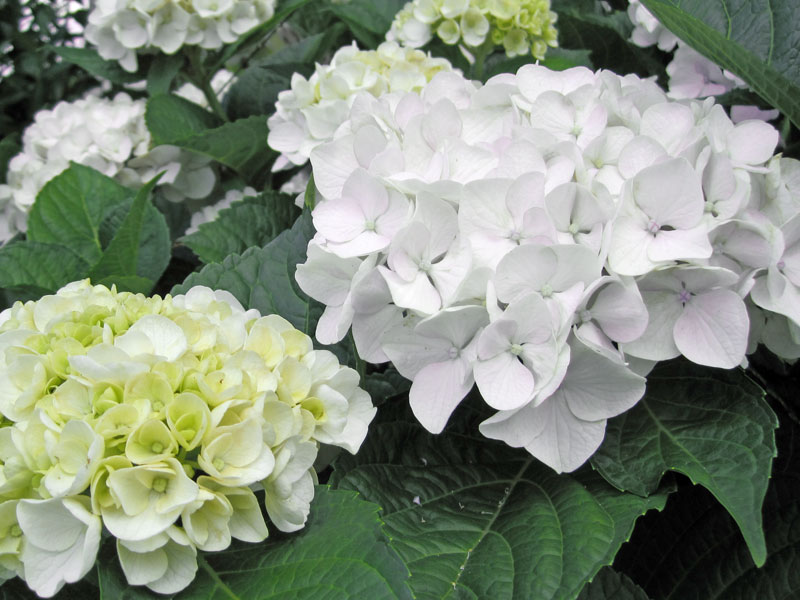 Blueten der Bauernhortensie Madame E. Moulliere
