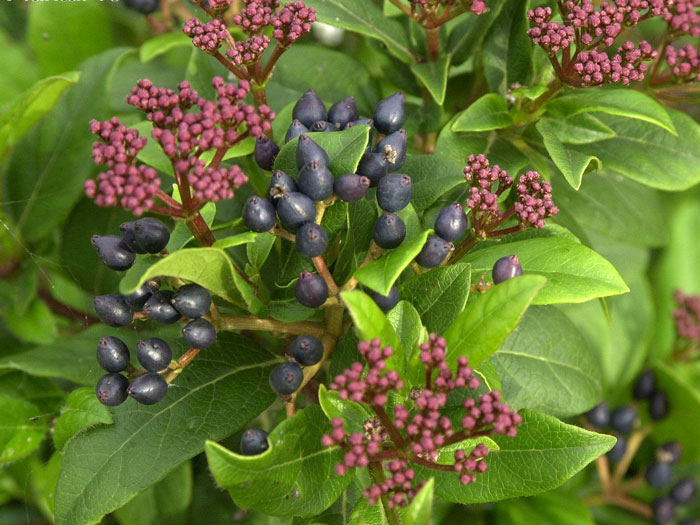 lorbeer-schneeball Lorbeer-Schneeball Samen