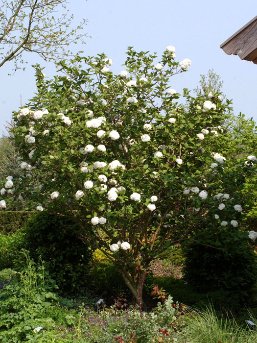 viburnum-carlcephalum-strau Duft-Schneeball Solitärstrauch