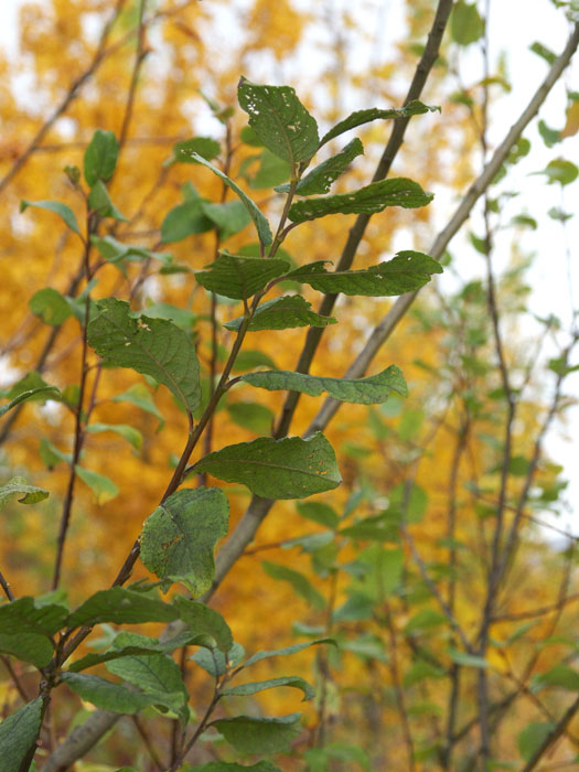 salix-caprea55599e5193e69 Salweide Blatt