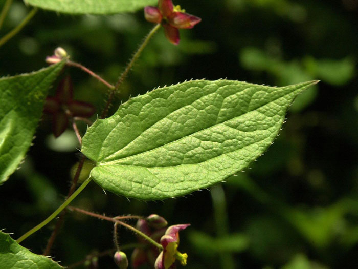 epimedium-alpinum-blatt Das Blatt der Alpen-Sockenblume