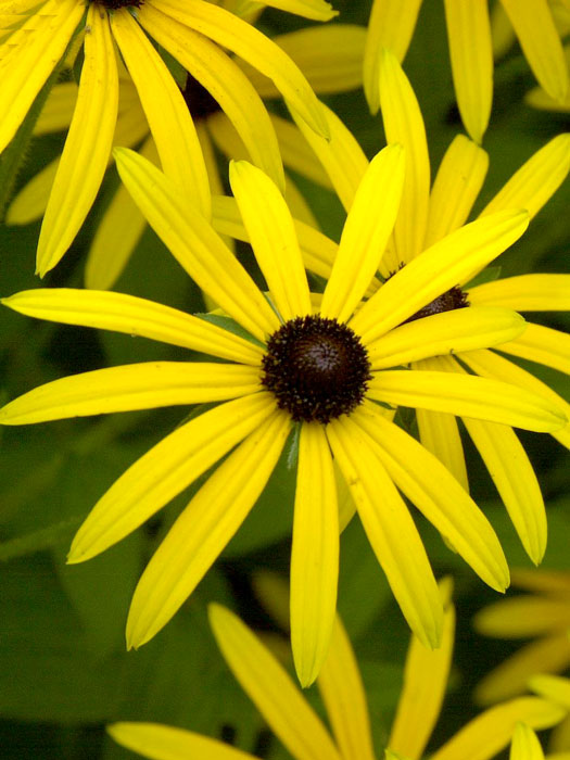 rudbeckia-fulgida-deamii Rudbeckia fulgida var. deamii, Sonnenhut