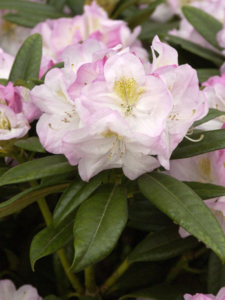 rhodo-brigitte Rhododendron 'Brigitte'