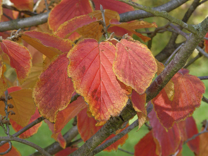 Blaetter der Hamamelis Jelena