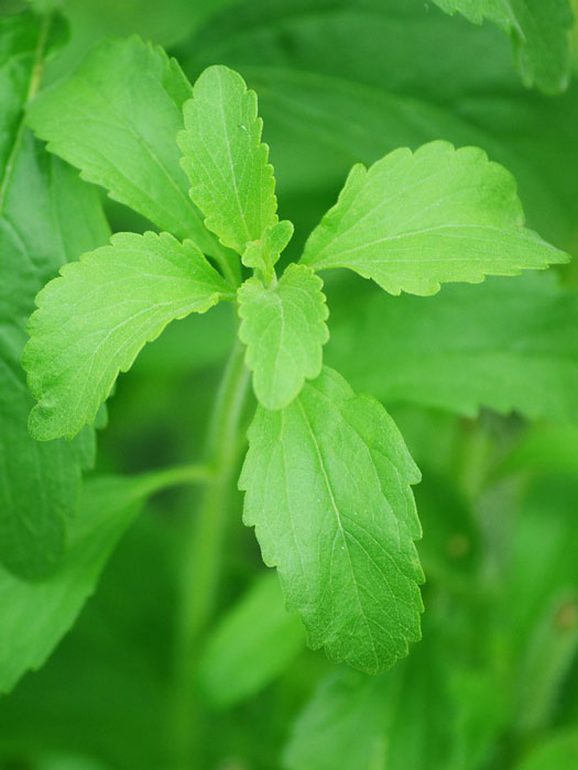 zuckerblatt Zuckerblatt, Süßkraut, Honigkraut, Stevia rebaudiana