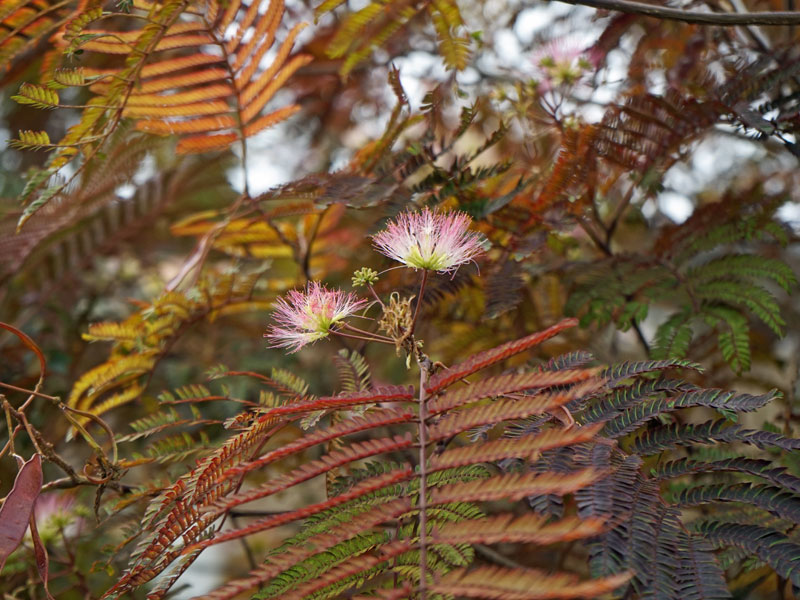 Albizia julibrissin Summer Chocolate Blatt und Bluete