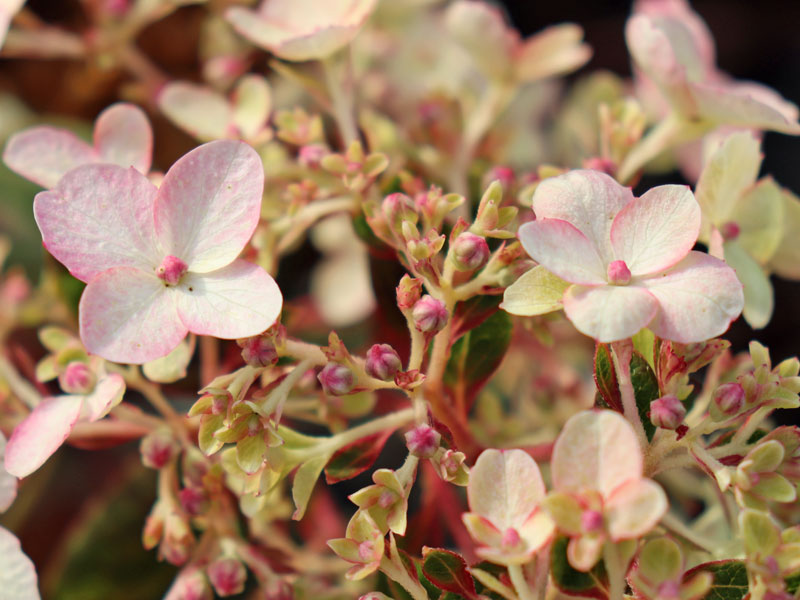 Nahaufnahme einer Bluete einer Hydrangea Bloody Marie