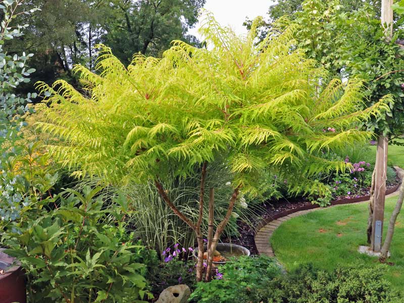 Rhus Tiger Eyes im Garten, Essigbaum