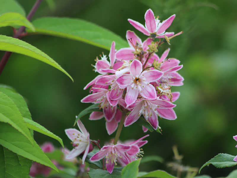 Deutzia hybrida 'Strawberry Fields', Sternchenstrauch Deutzia hybrida 'Strawberry Fields', Sternchenstrauch