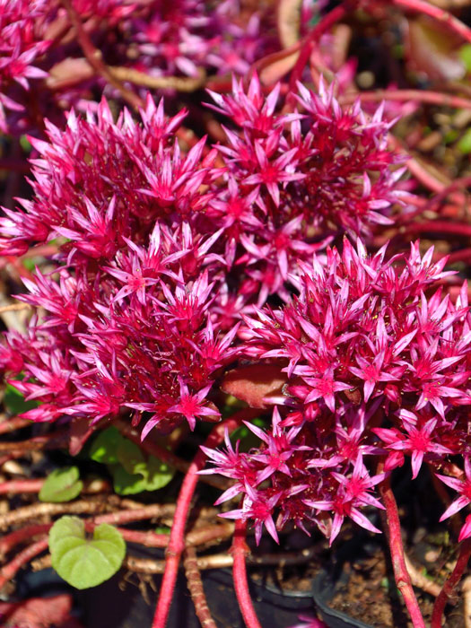 sedum-fuldaglut