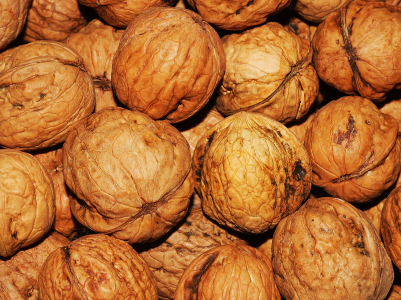 walnuss-juglans-regia-4