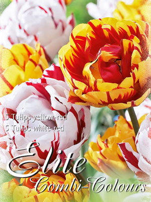 gefuellte_spaete_tulpen_flamme_76944_0 Edle Farbkombination mit späten, gefüllten Tulpen in den Farben Gelb und Weiß mit interessanter Flamme (Art.Nr. 598012)