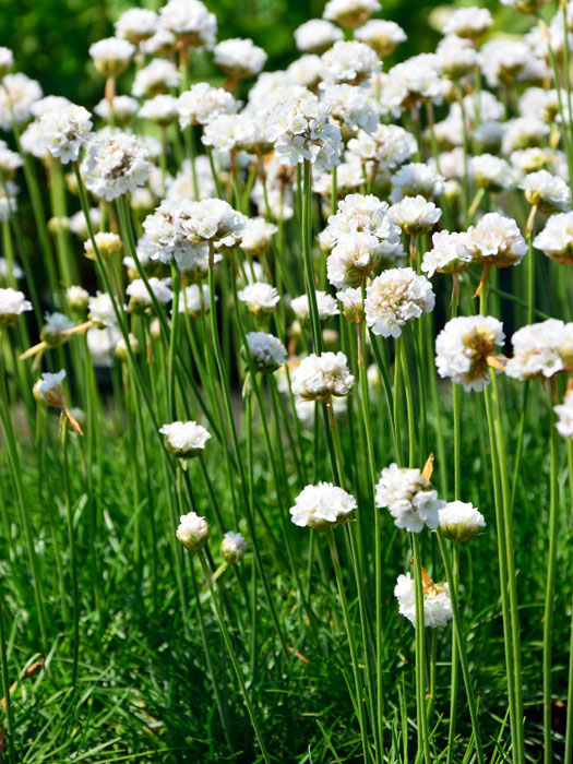armeria-alba Armeria maritima 'Alba', weiße Grasnelke, Strand-Grasnelke