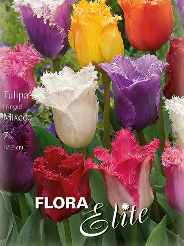 Gefranste Tulpen-Prachtmischung verschiedene Sorten farblich gemischt