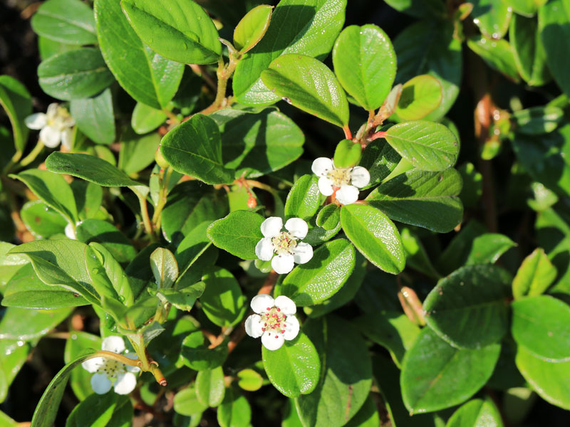 Cotoneaster dammeri radicans, Teppichmispel, Zwergmispel Cotoneaster dammeri radicans, Teppichmispel, Zwergmispel