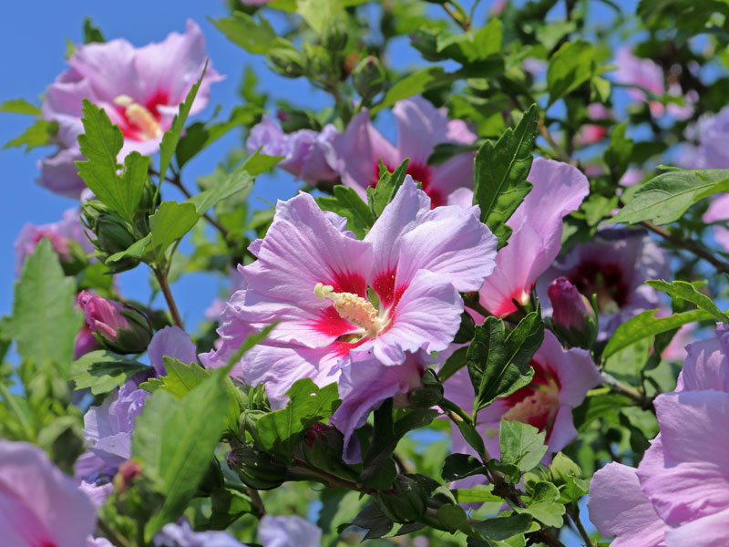 Blüte eines Hibiskus-Strauches Rosa Bluete eines Hibiskus-Strauches