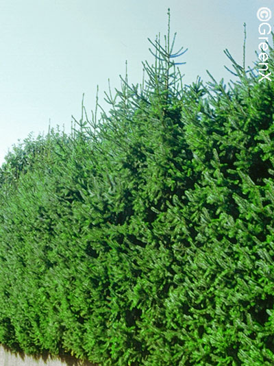 serbische_fichte_hecke_41310_0 Die serbische Fichte als dichte Heckenpflanze