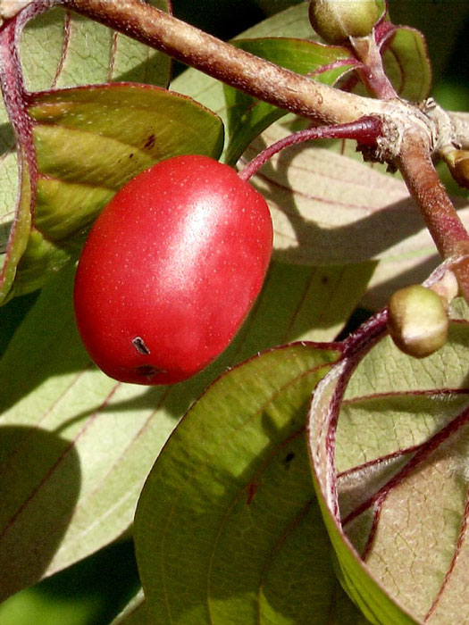 arzneihartriegel-frucht Rote Frucht des Japanischen Arzneihartriegels