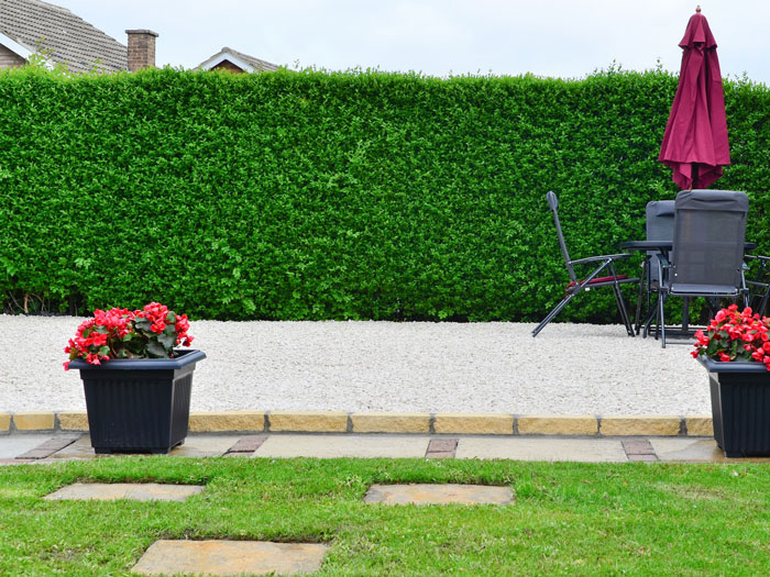 Liguster-Heckenpflanzen