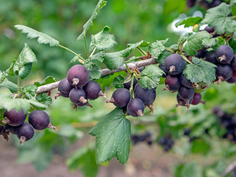 Jostabeeren am Ast