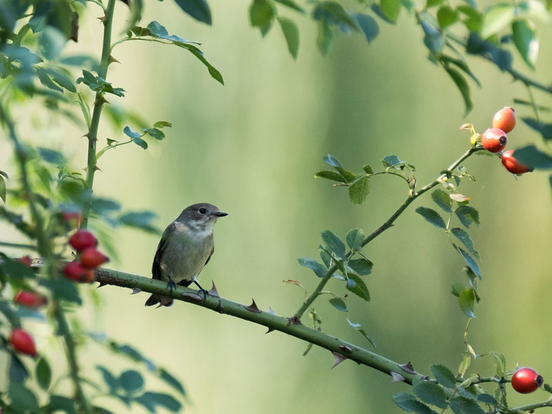 Vogel in Wildgehölze Vogel in Wildgehoelze