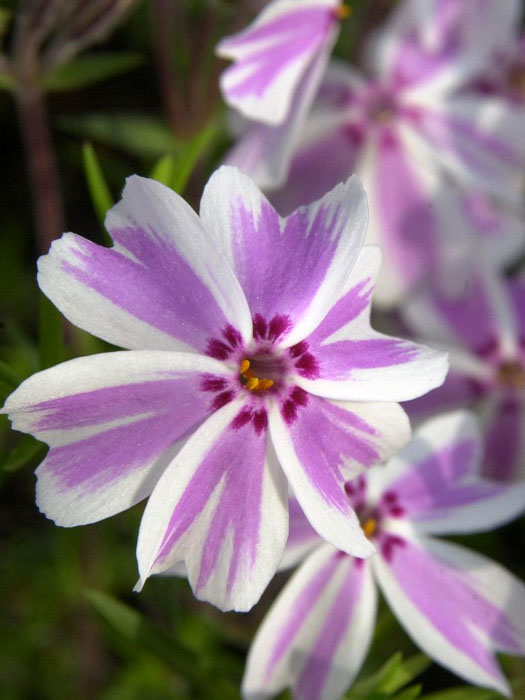 phlox-candy-stripes Phlox subulata 'Candy Stripes', Polster-Phlox, Teppich-Phlox, Teppich-Flammenblume
