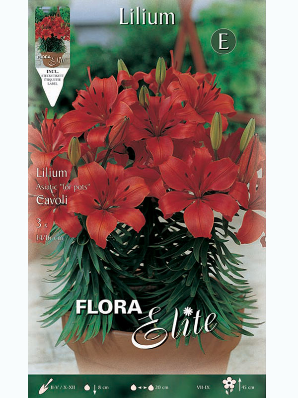 lilie-cavoli Topf- und Beet-Lilie 'Cavoli', Lilium (Art.Nr. 5217730)