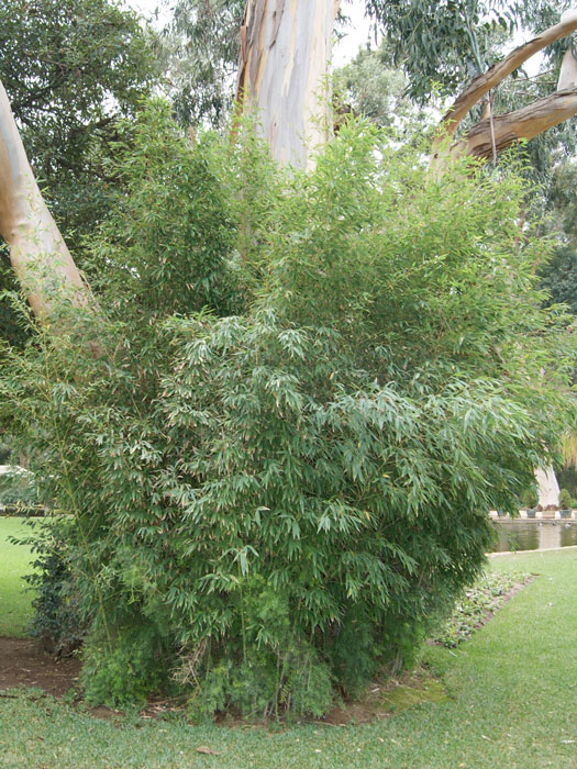 phyllostachys-aurea-pflanze