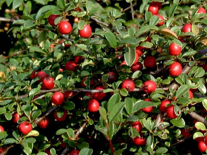Fruechte der Cotoneaster dammeri radicans