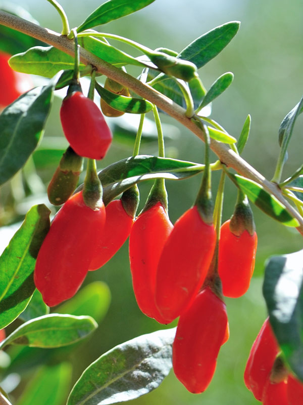 Goji Beere am Strauch