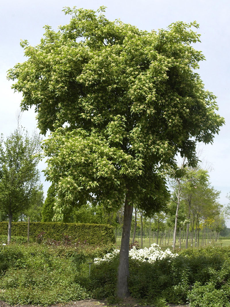 acer-ginala-tataricum-6