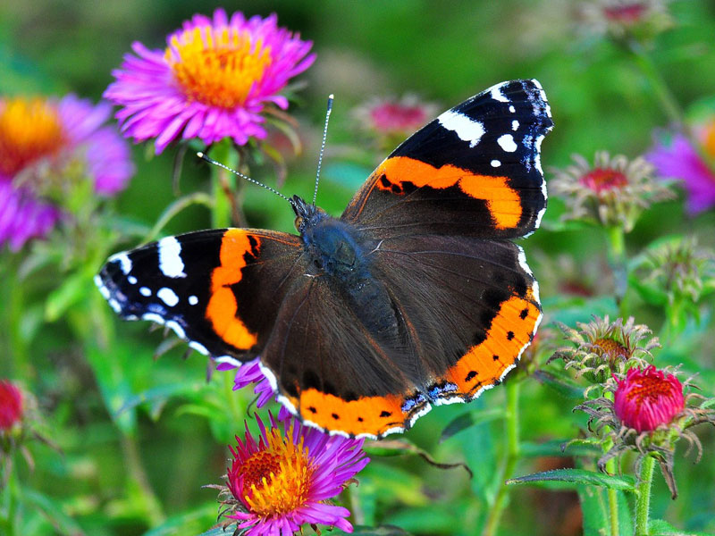 Schmetterling auf Wildblume Schmetterling auf einer Wildblume