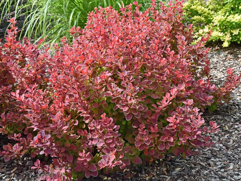 Buntlaubige Berberitze Orange Ice