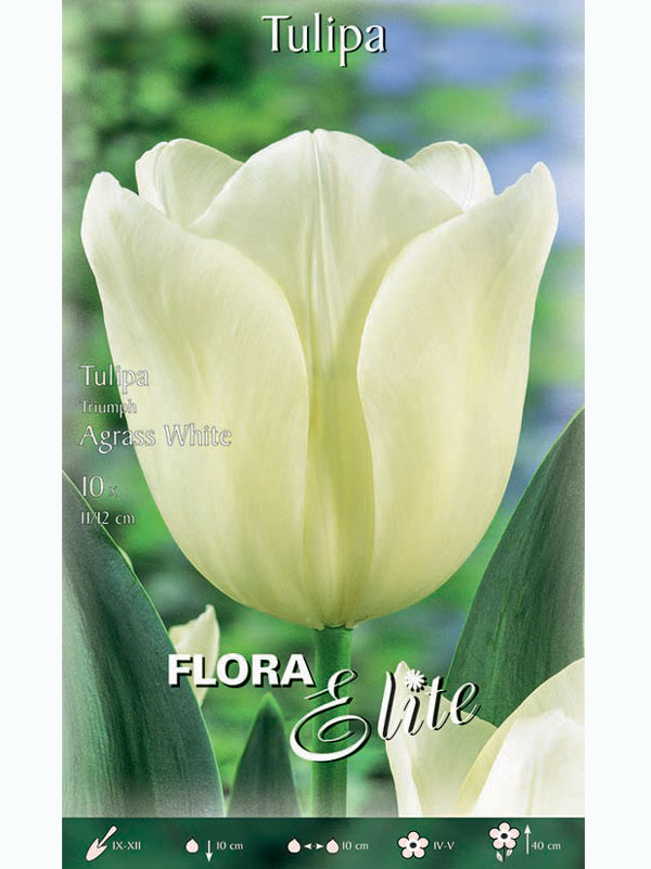tulpe-agrass-white