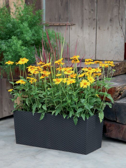 Blumenkasten Rato Cube bepflanzt