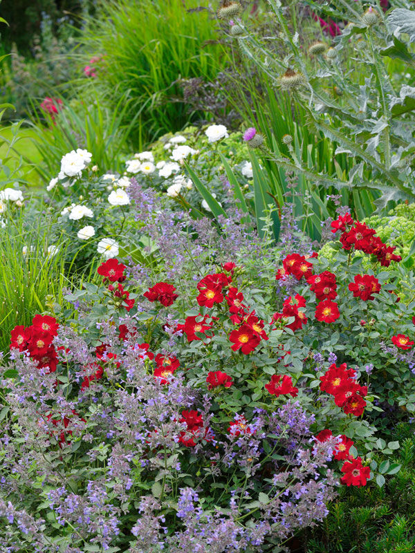 Bienenweide-R-Rot-2 Bodendeckerrose 'Bienenweide-Rot' ® - Tantau