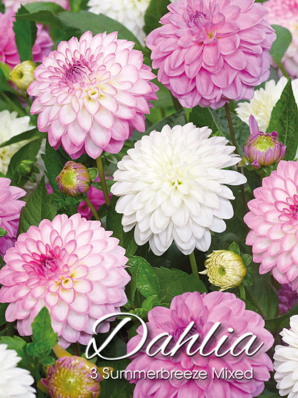 Summerbreeze Dahlien-Mischung