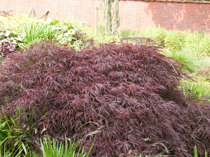 schlitzahorn-rot-pflanze Der Rotblättrige Schlitzahorn als Klein-Strauch