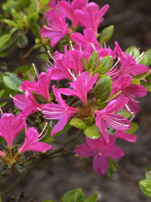 rhododendron-kermesina Rhododendron obtusum 'Kermesina', wintergrüne japanische Gartenazalee
