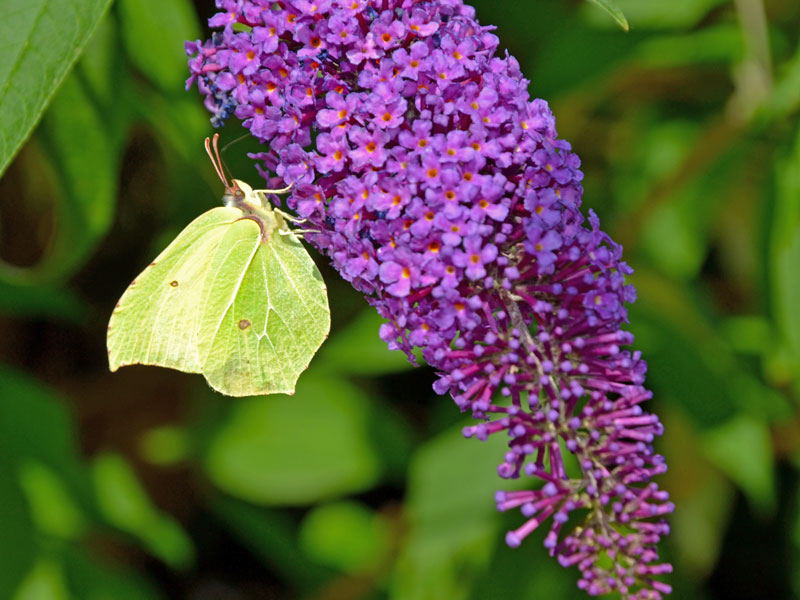 Bluete des Buddleja davidii Butterfly Candy Little Purple
