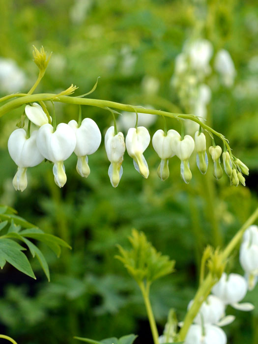 dicentra-alba