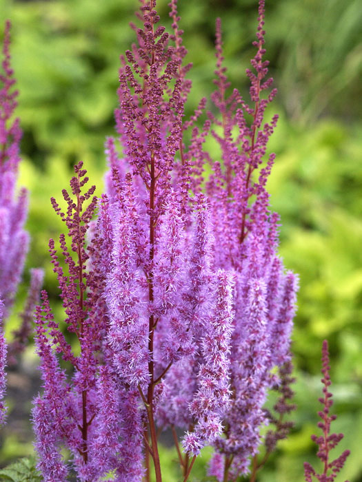 astilbe-purpurlanze Aufrechter Blütenstand der Prachtspiere 'Purpurlanze'