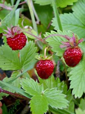 fragaria-vesca-2