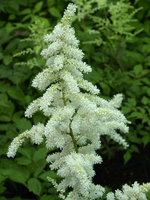 astilbe-deutschland Blüte der frühen Prachtspiere 'Deutschland'