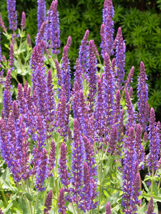 salvia-ostfriesland Steppensalbei Ostfriesland Blüte
