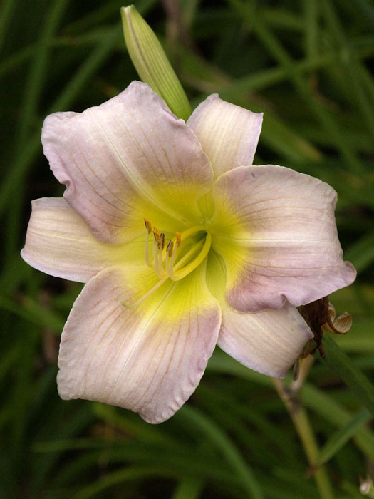 hemerocallis-catherine Hemerocallis x cultorum 'Catherine Woodbery', Garten-Taglilie
