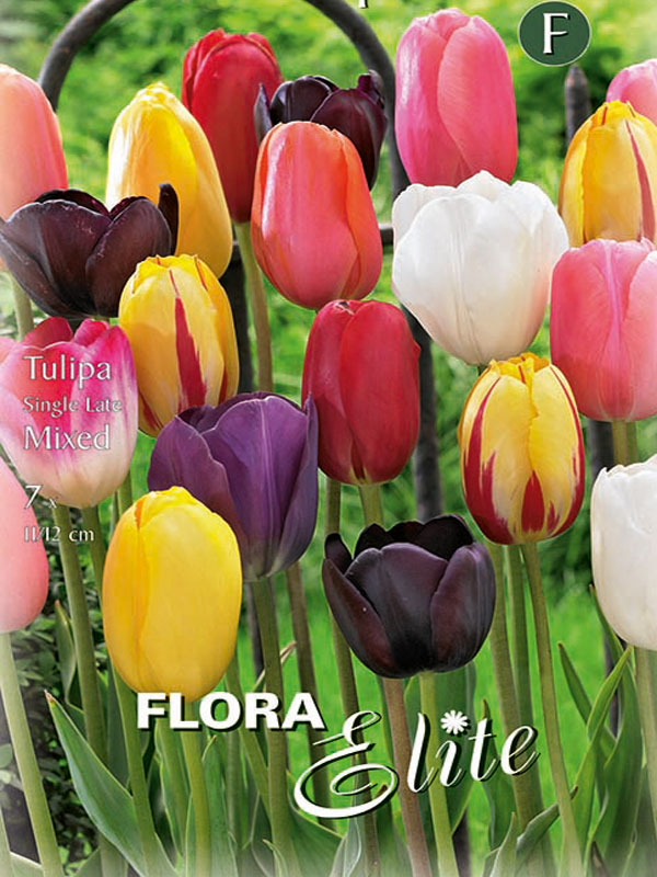 Einfache späte Tulpen-Prachtmischung verschiedene Sorten farblich gemischt