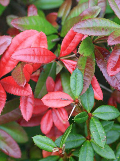 berberis_julianae_1_44085_2_44085_2
