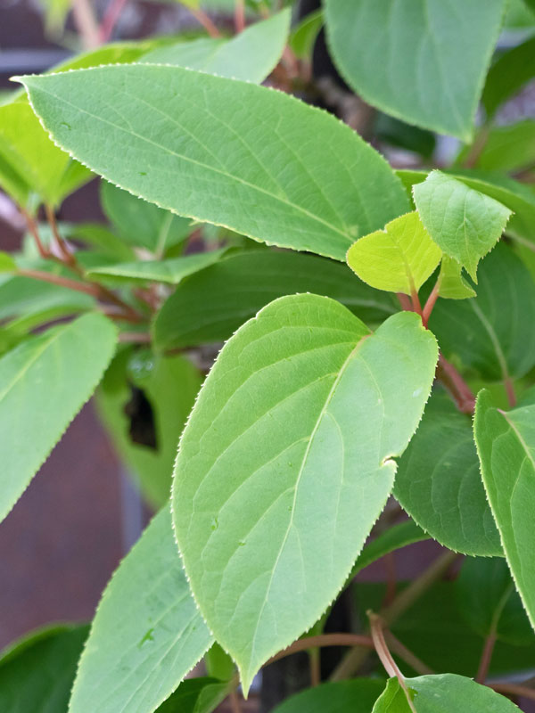 Blaetter der Actinidia Issai