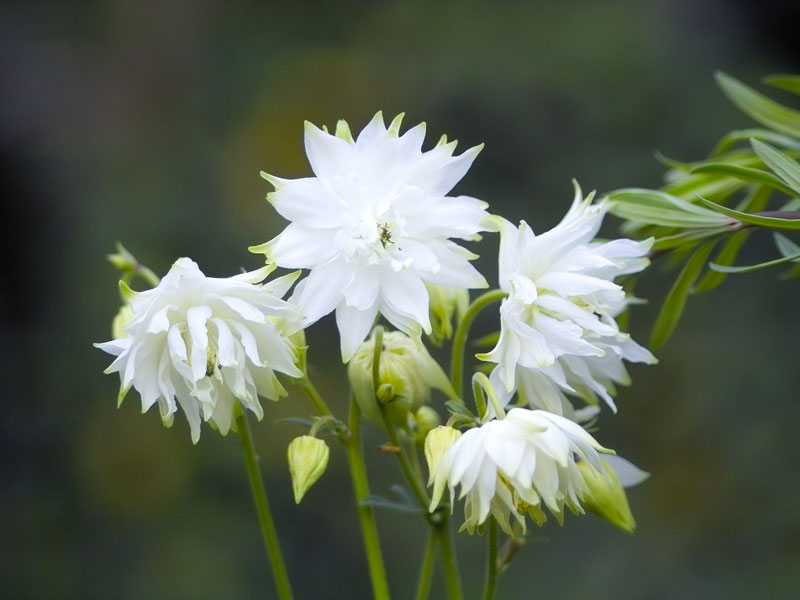 white-barlow Aquilegia x cultorum 'White Barlow', Gefüllte Akelei
